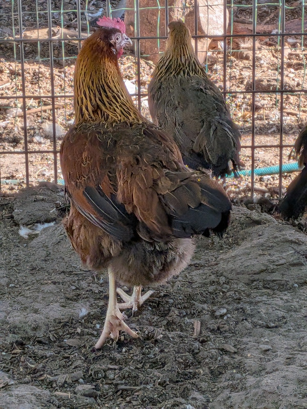 leghorn goudpatrijs, Dieren en Toebehoren