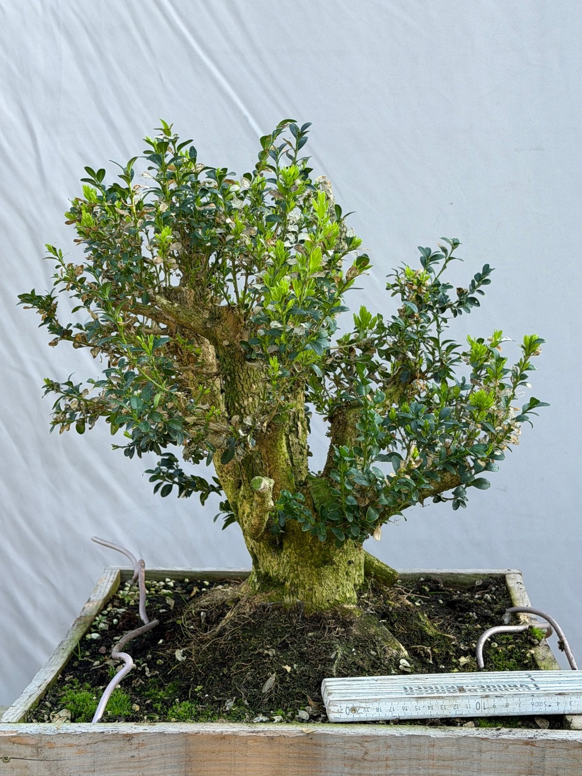 Bonsai, oude buxus, Tuin en Terras, Ophalen, Zomer