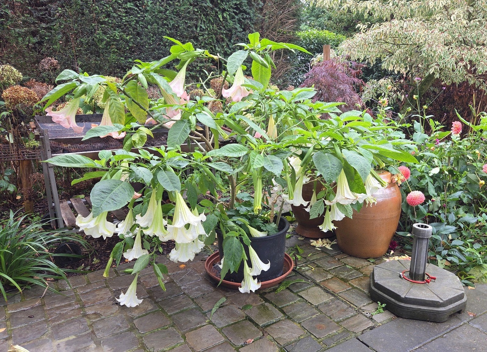 brugmansia, engelentrompet, Tuin en Terras, Volle zon, Vaste plant, Zomer, Ophalen