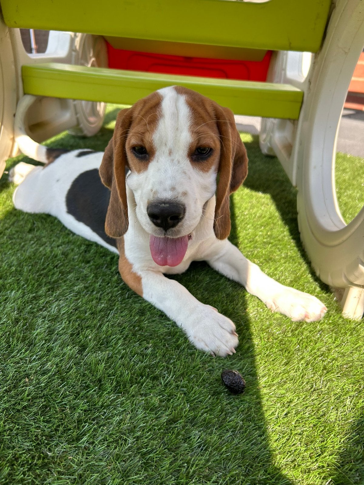 Lieve Beagle pup, Beagle, Belgique, Plusieurs, 8 à 15 semaines