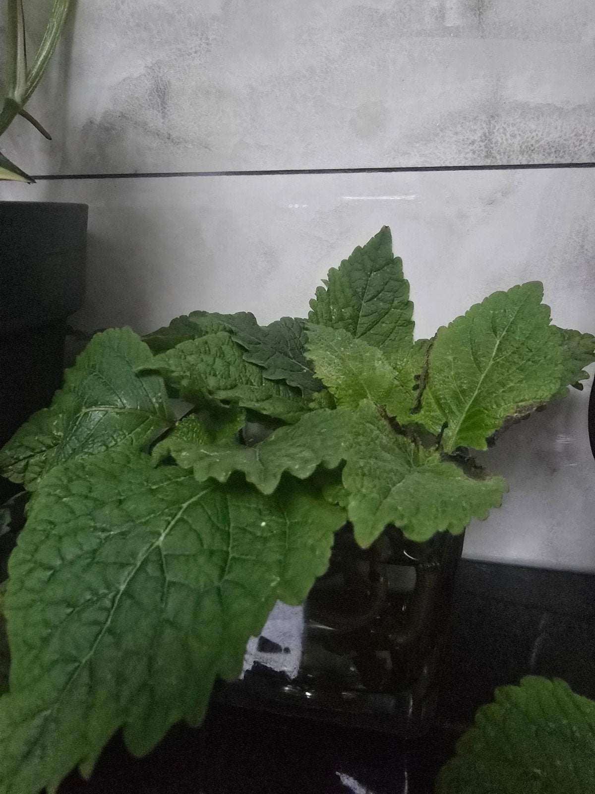 Reumaplant stekken, Tuin en Terras, Ophalen