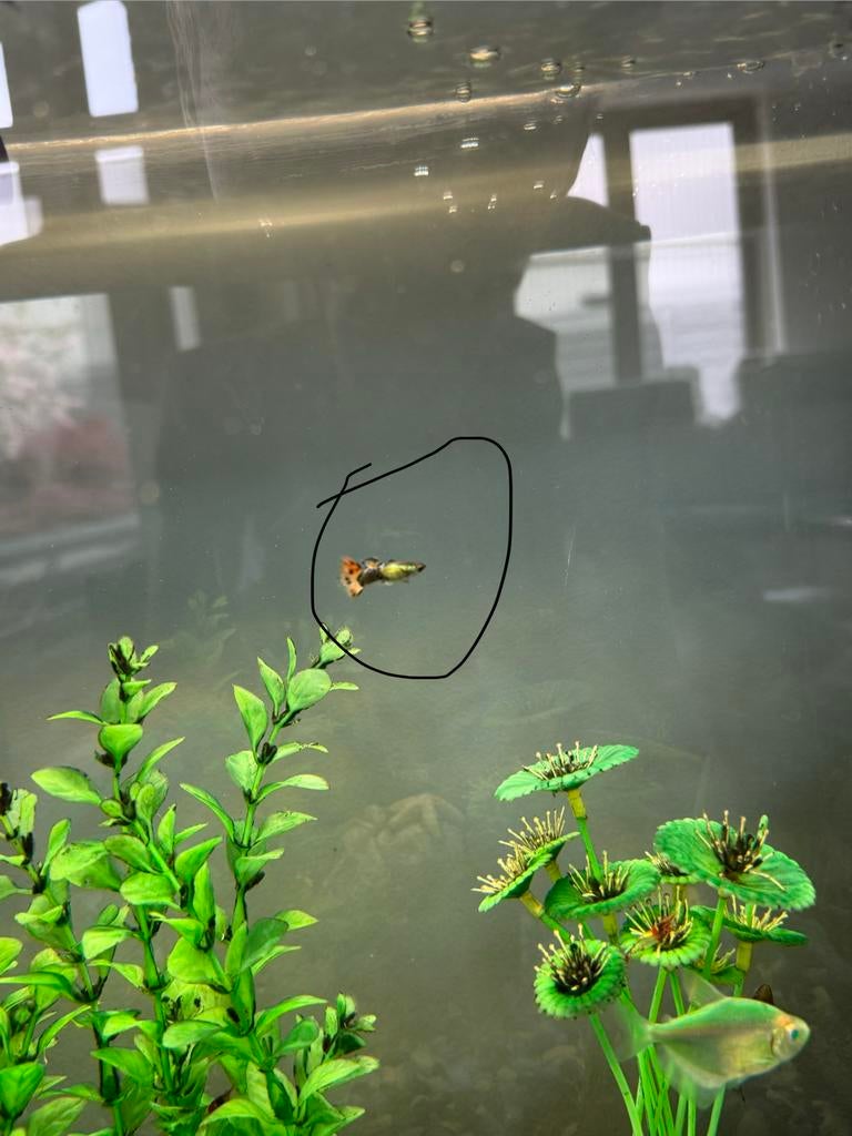 2X Guppy, Ophalen, Zo goed als nieuw