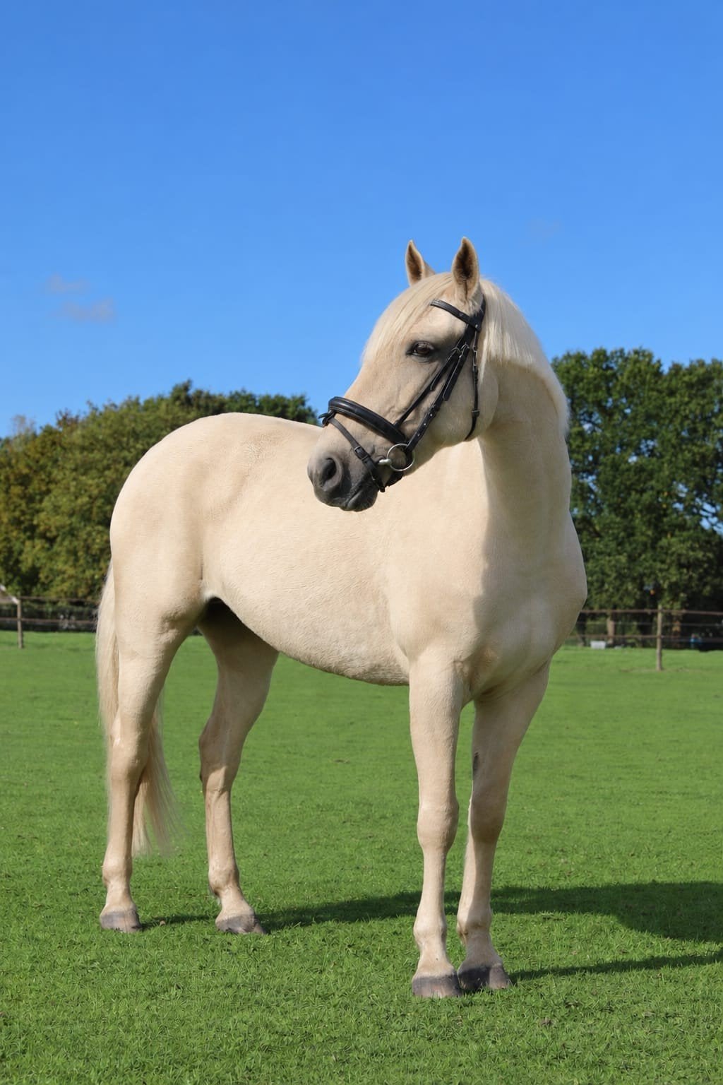 super knappe D pony merrie, Merrie, B, D pony (1.37m tot 1.48m), 7 tot 10 jaar