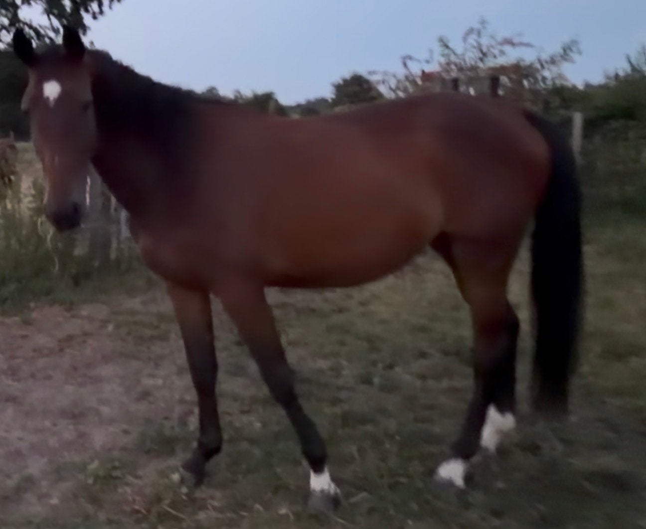 3 jarige spring merrie, Merrie, Springpaard, Met stamboom, 3 tot 6 jaar