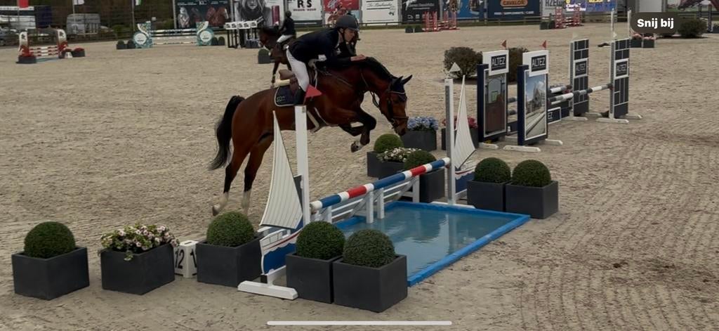 Beloftevolle 4 jarige springhengst!, Dieren en Toebehoren, Paarden, Hengst, Zadelmak, 165 tot 170 cm, 3 tot 6 jaar, Springpaard