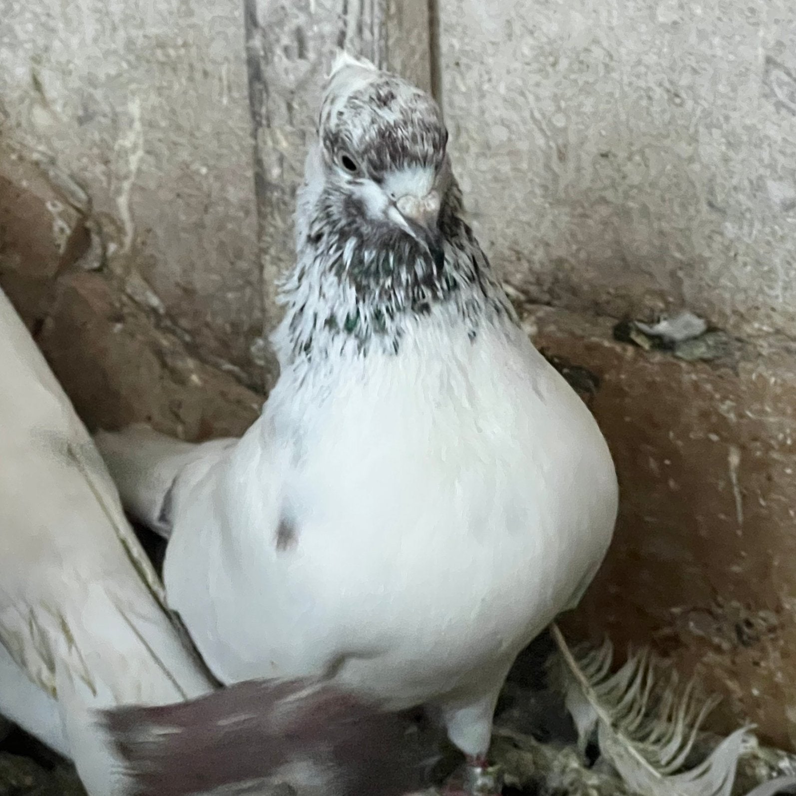 Iraanse duiven, Dieren en Toebehoren, Vogels | Duiven