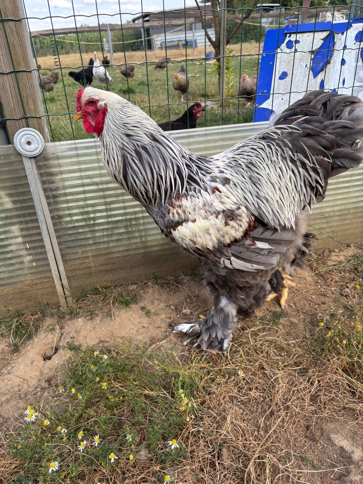 Brahma, Dieren en Toebehoren, Pluimvee, Mannelijk, Kip