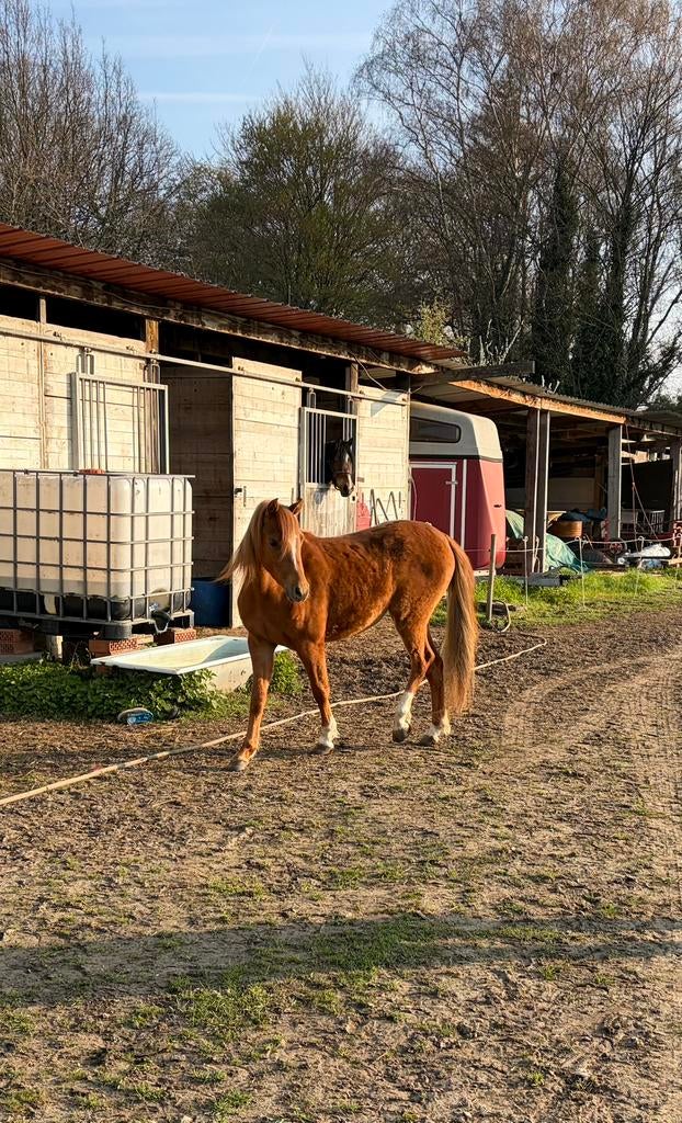 Welsh sectie B Merrie te koop, Dieren en Toebehoren, Paarden, Merrie, B, 0 tot 2 jaar, Met stamboom, Gechipt, Ontwormd
