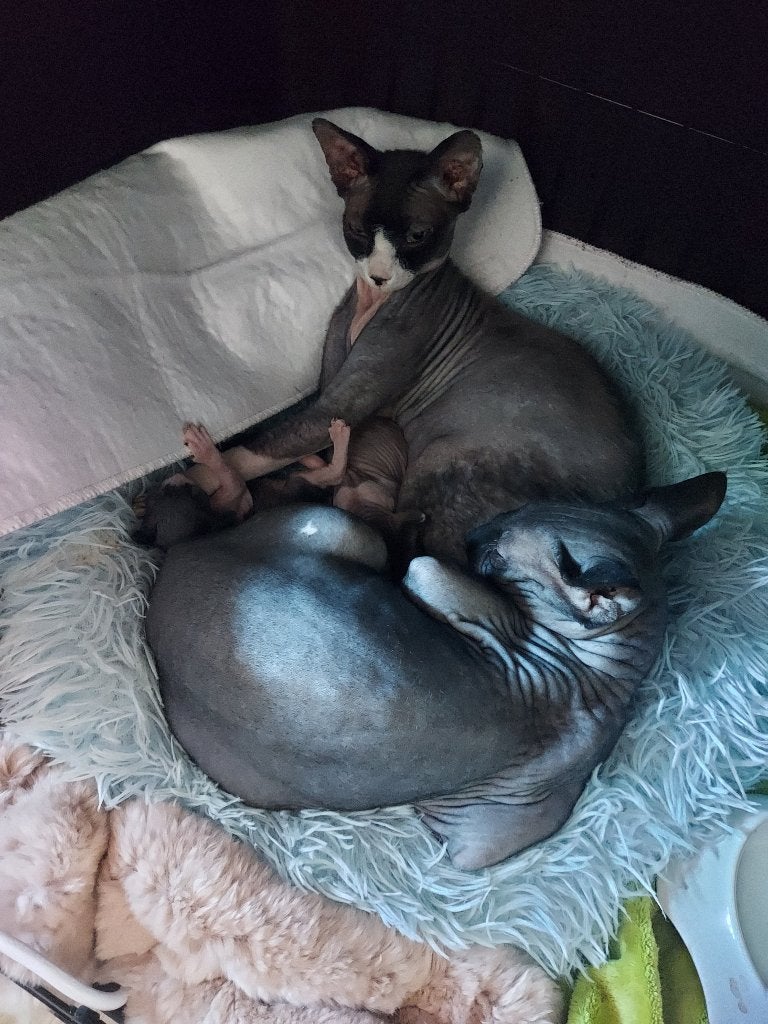 Sphynx, 0 à 2 ans