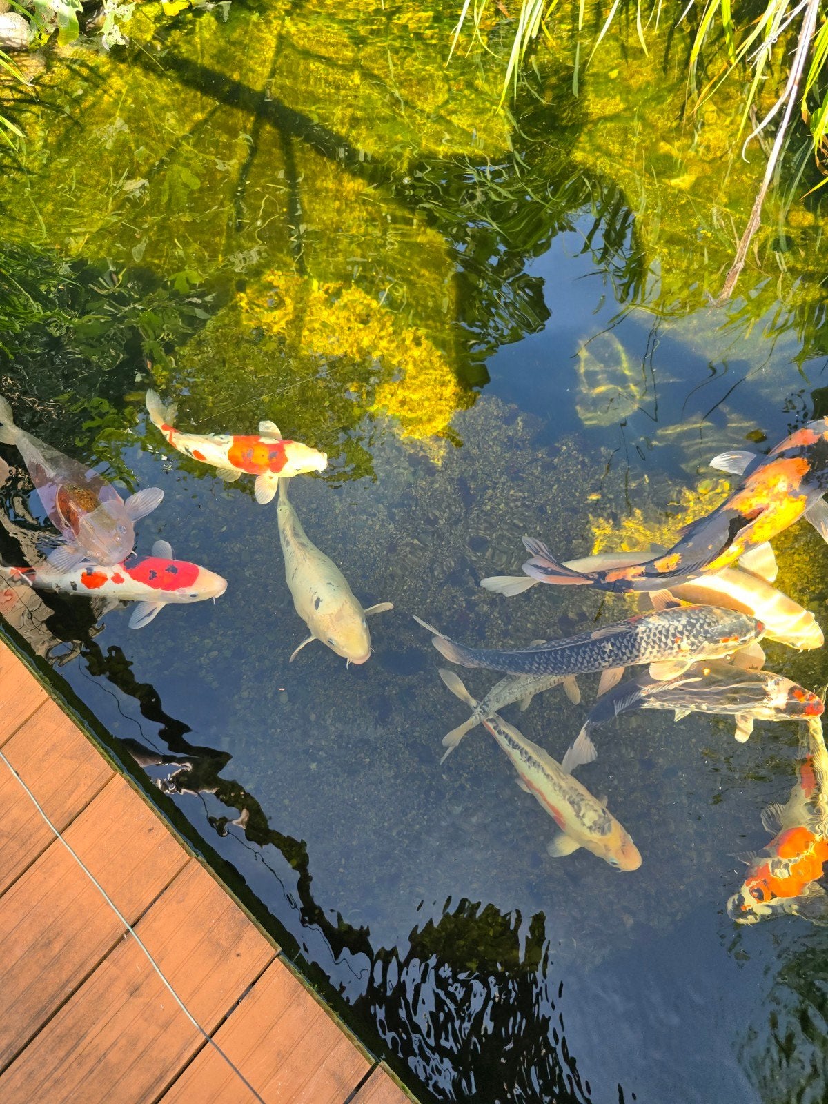 volledige vijver te koop, Jardin & Terrasse, Enlèvement, Utilisé