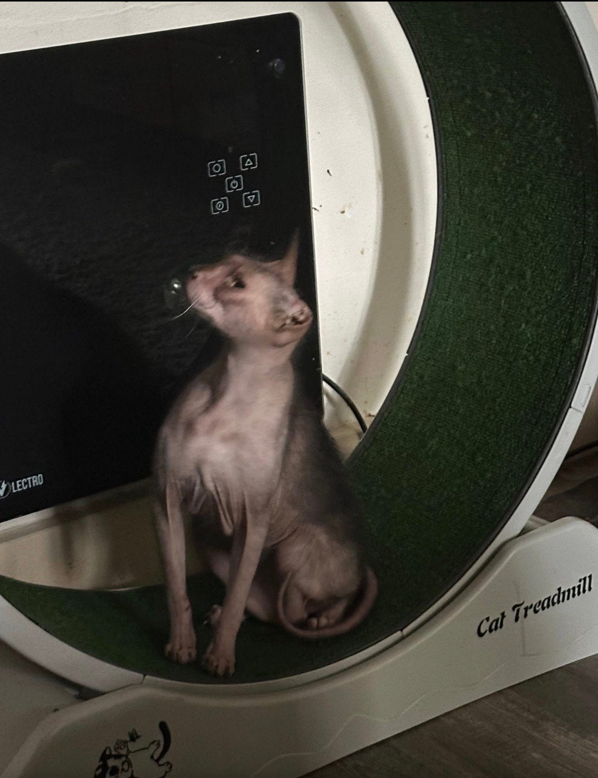 Lijkoi, Chat, Avec pedigree, 3 à 5 ans