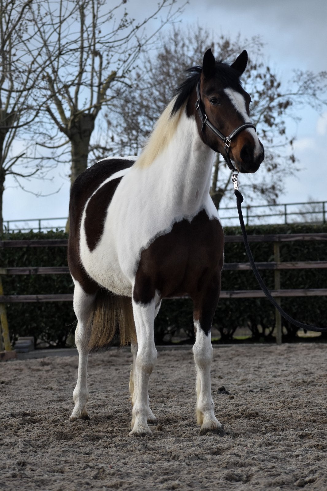 Mooie en lieve bonte merrie, Merrie, Gechipt, 3 tot 6 jaar, 160 tot 165 cm