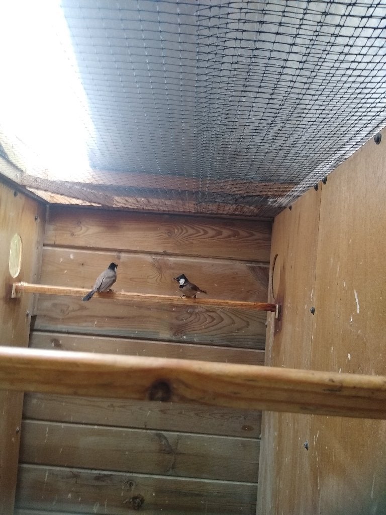 koppel witoorbuulbuuls (pycnonotus leucotis), Dieren en Toebehoren, Vogels | Overige Vogels, Meerdere dieren, Tropenvogel, Geringd