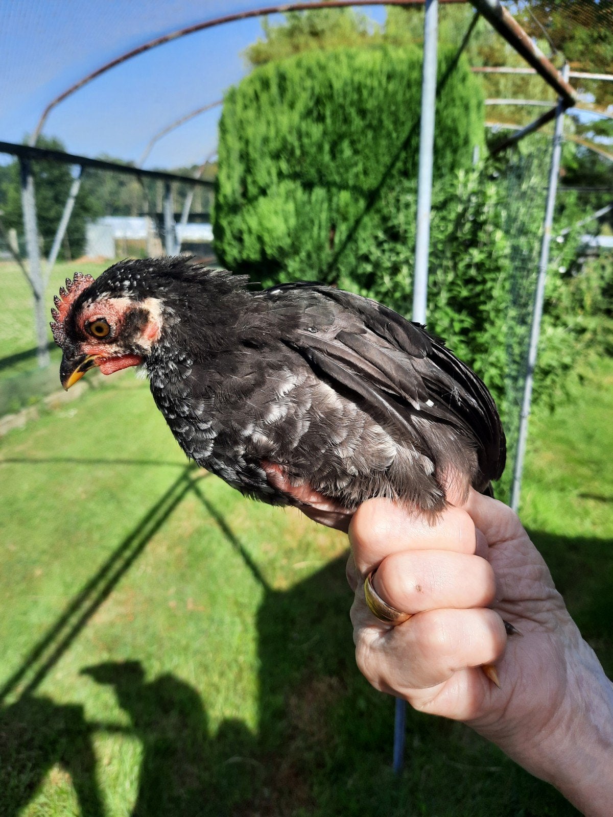 Chabo kriel en zijdehoender, Dieren en Toebehoren