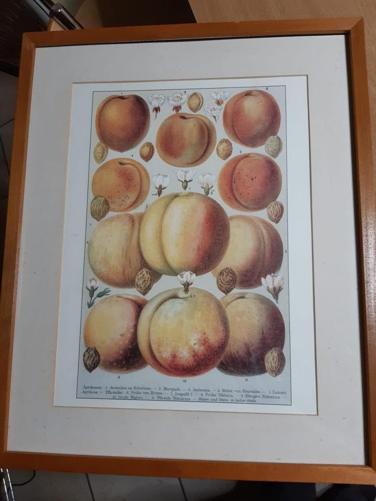 Cadre "Abricots" - bois, Enlèvement ou Envoi, Bois