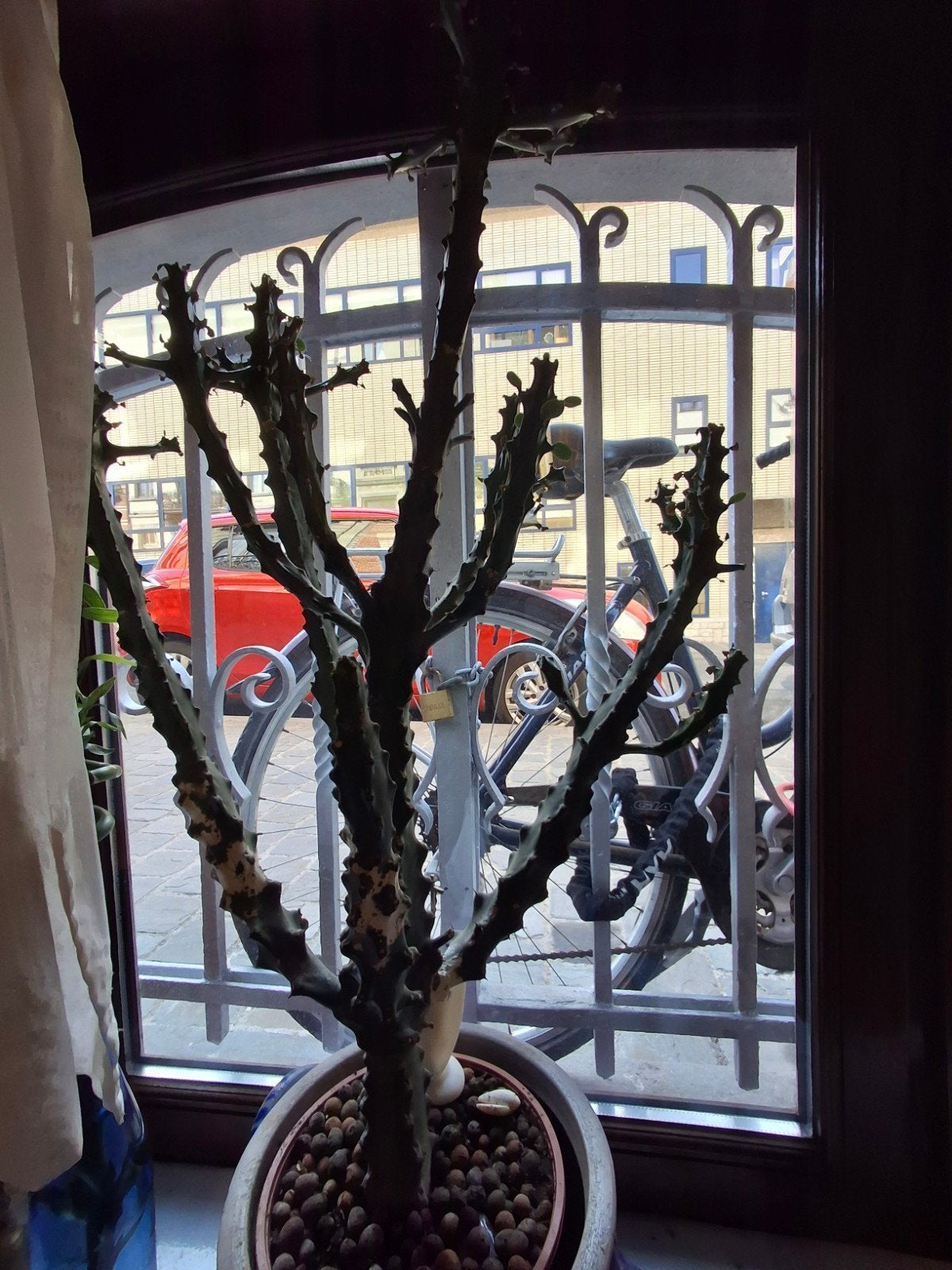 Grand cactus : Euphorbia lactea - Hauteur 90cm, Enlèvement