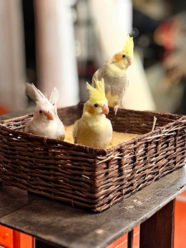 Jeunes calopsittes nourris à la main super dociles 🦜❤️, Plusieurs animaux, Perruche, Domestique