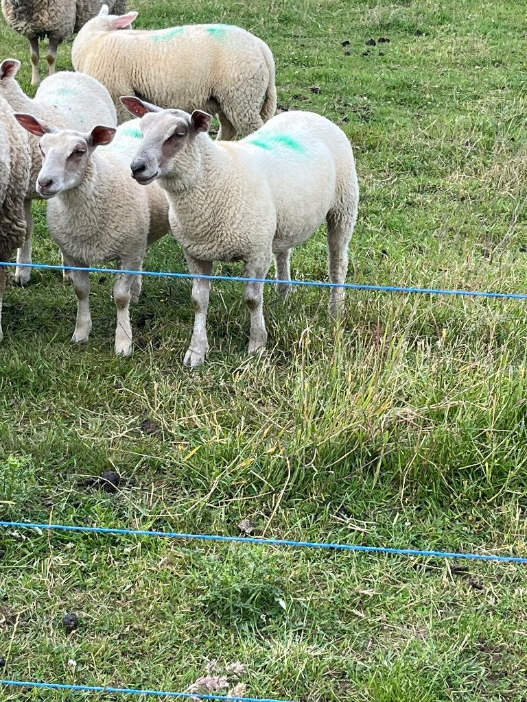 Charollais ooien/ rammen, Dieren en Toebehoren, Schapen, Geiten en Varkens, Meerdere dieren, Schaap, 0 tot 2 jaar