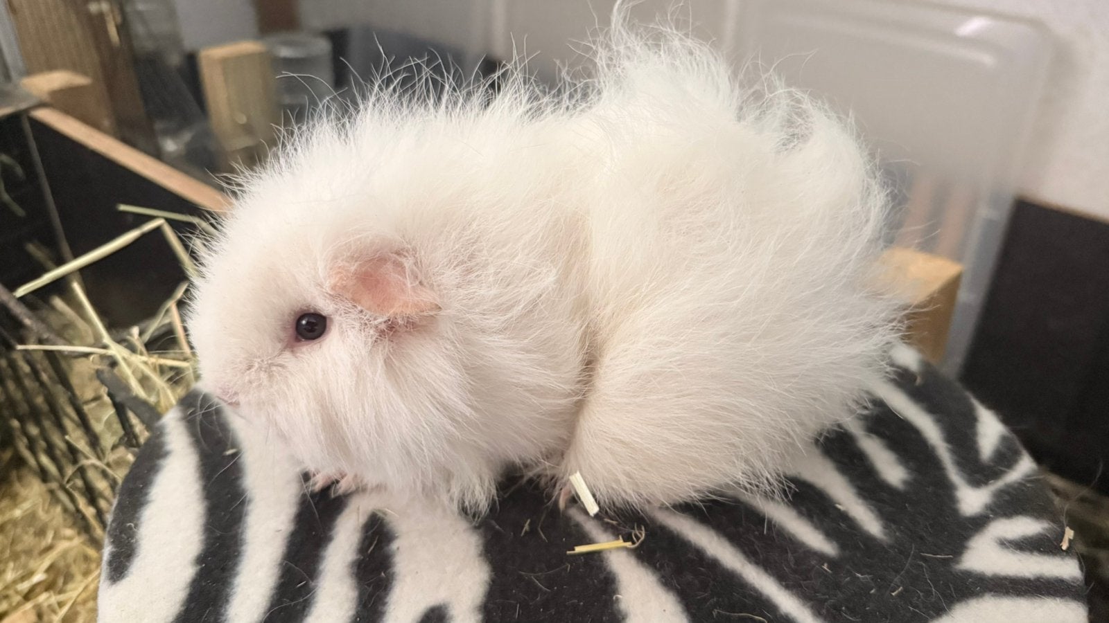 Cavia, cobaye femelle Ch Teddy blanche, Animaux & Accessoires, Enlèvement, Cobaye