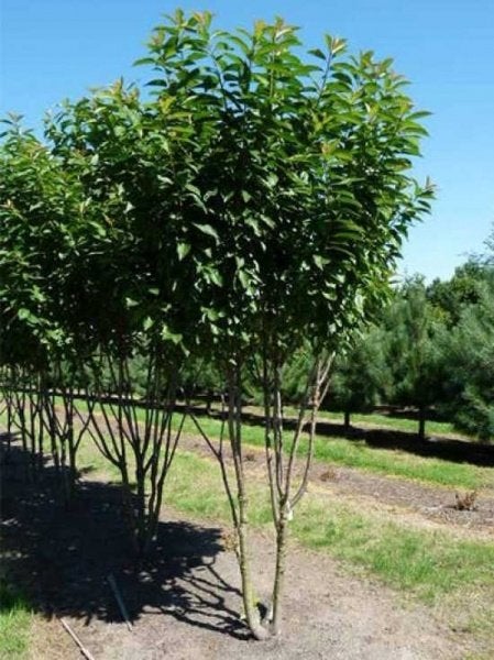 JAPANSE SIERKERSEN PRUNUS YED "YOSHINO" MEERSTAMMIG, 20€/ST., Ophalen of Verzenden, Overige soorten, Struik, 100 tot 250 cm