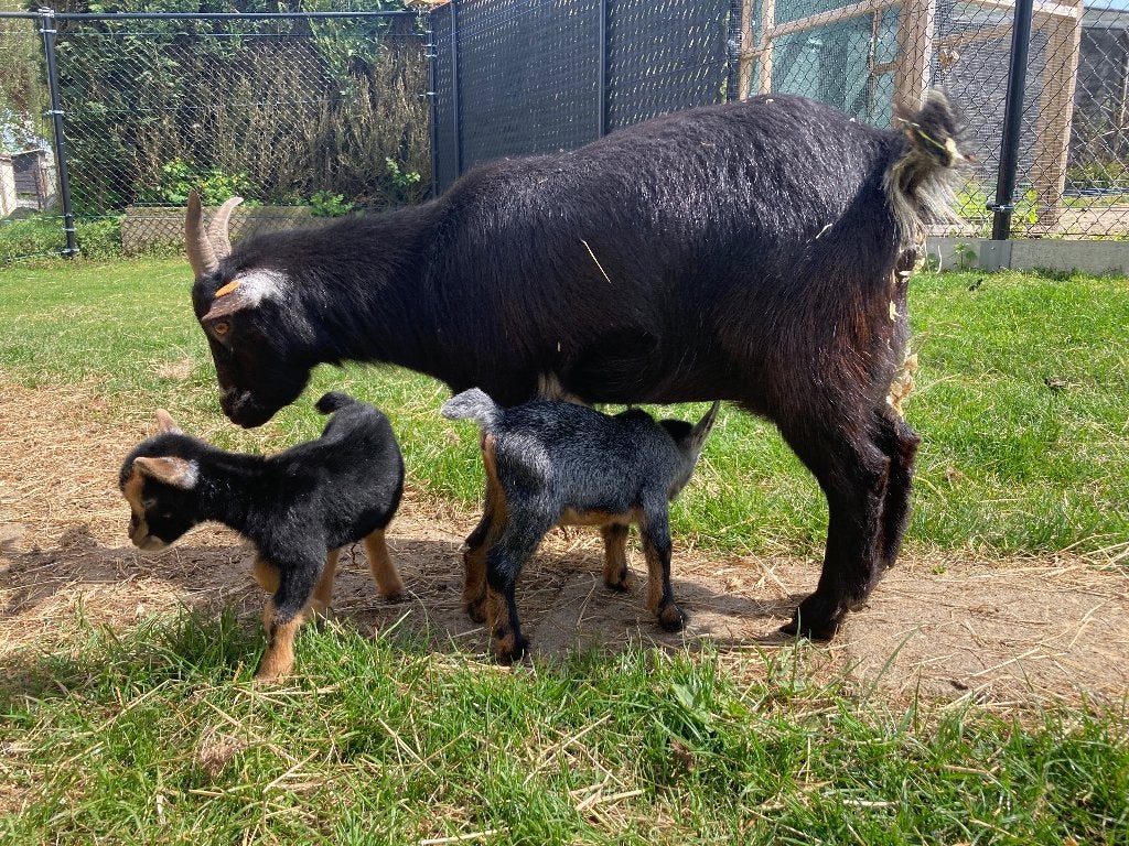 zwarte en black & tan dwerggeitje, Animaux & Accessoires, Femelle, Chèvre, 3 à 5 ans