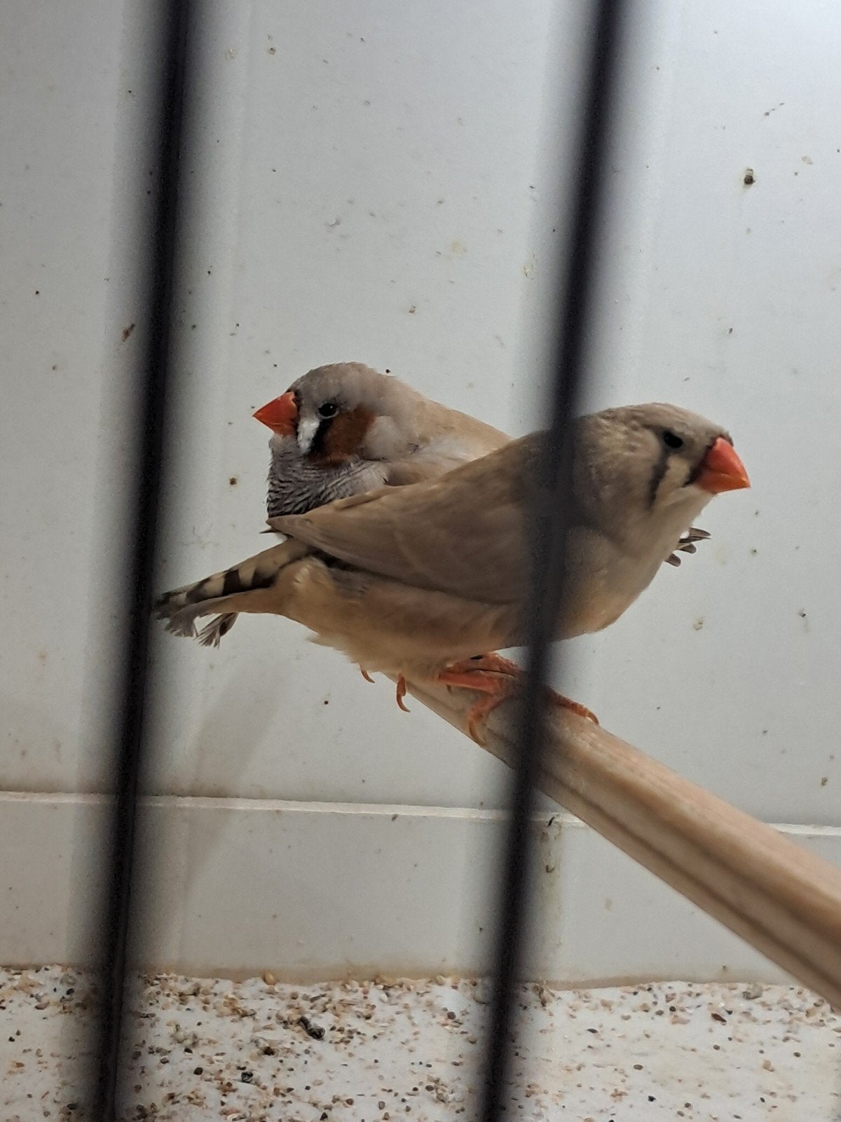 koppel bruine zebravinken, Meerdere dieren, Tropenvogel, Geringd