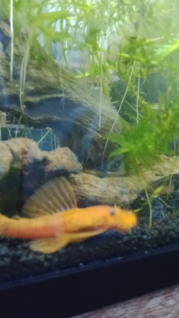 2 Volwassen super red ancistrussen
