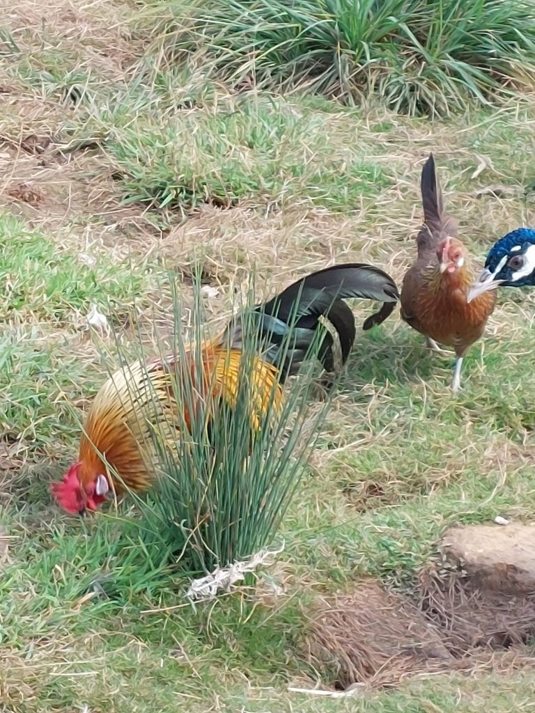 Hollandse krielen, Poule ou poulet