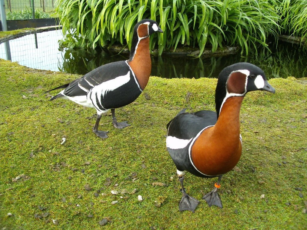 roodhalsgans, Dieren en Toebehoren, Meerdere dieren, Gans of Zwaan