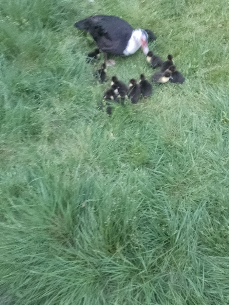 Barberie eenden, Dieren en Toebehoren, Meerdere dieren, Eend