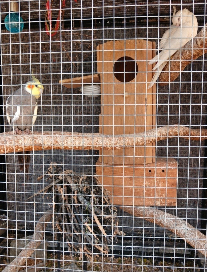 Kweekkoppel valkparkiet., Plusieurs animaux, Perruche, Bagué