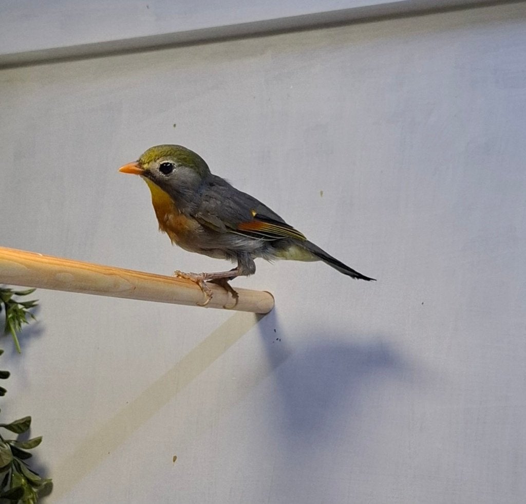 Japanse nachtegaal, Animaux & Accessoires, Oiseaux | Oiseaux Autre, Mâle, Oiseau tropical, Bagué