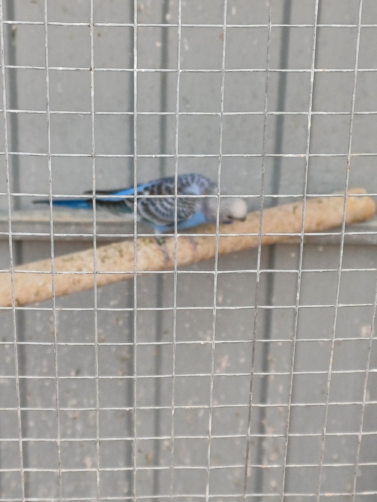 3 jonge grasparkieten, Dieren en Toebehoren