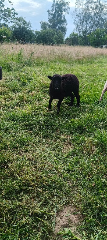 Ouessant lammetjes, Meerdere dieren, Schaap, 0 tot 2 jaar