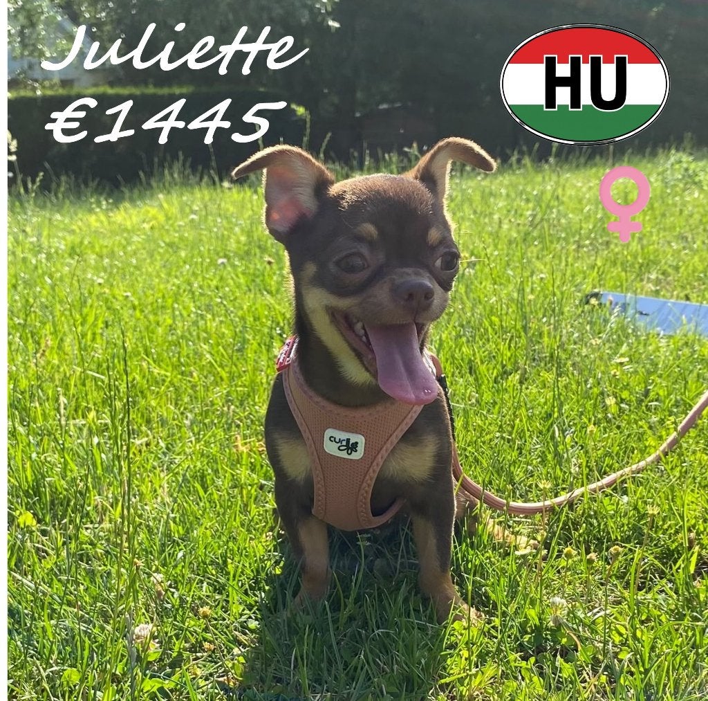 Chihuahua pup Juliette, een klein choco-tan pareltje, 15 weken tot 1 jaar, Handelaar, Buitenland, Teef