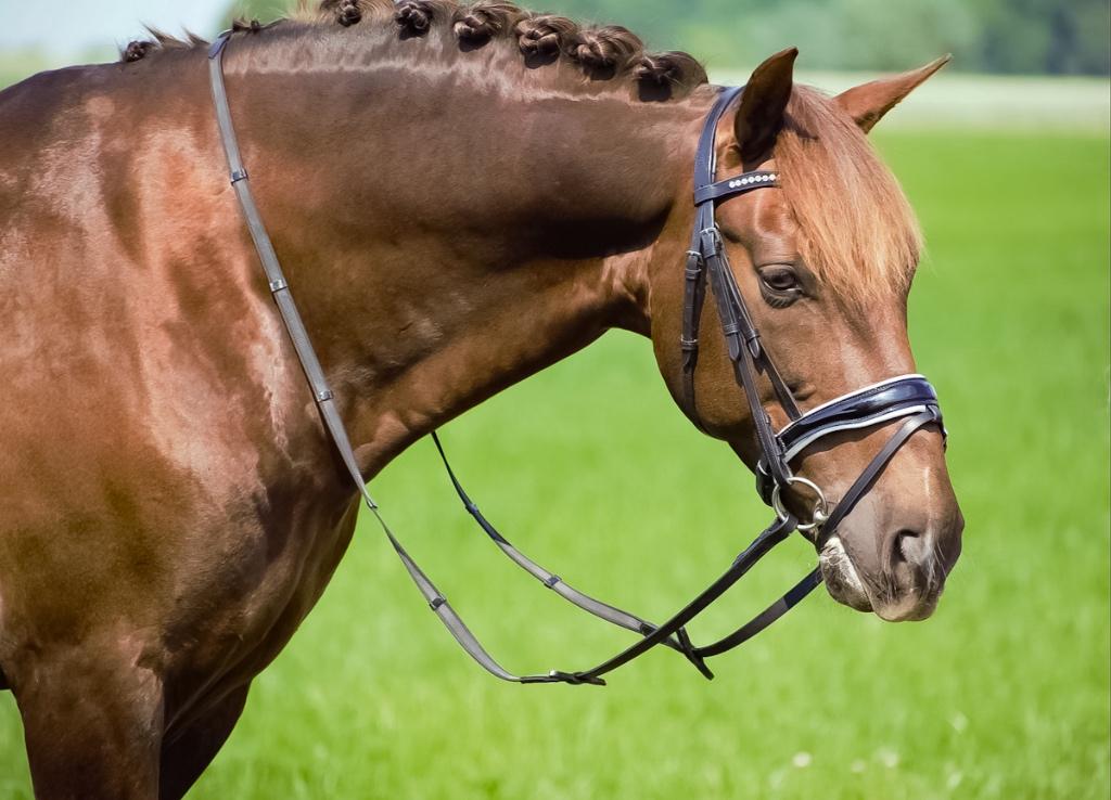 Profi-Rider Ares Hoofdstel Lak Zwart Wit Cob + Full SALE!, Dieren en Toebehoren, Ophalen of Verzenden, Nieuw