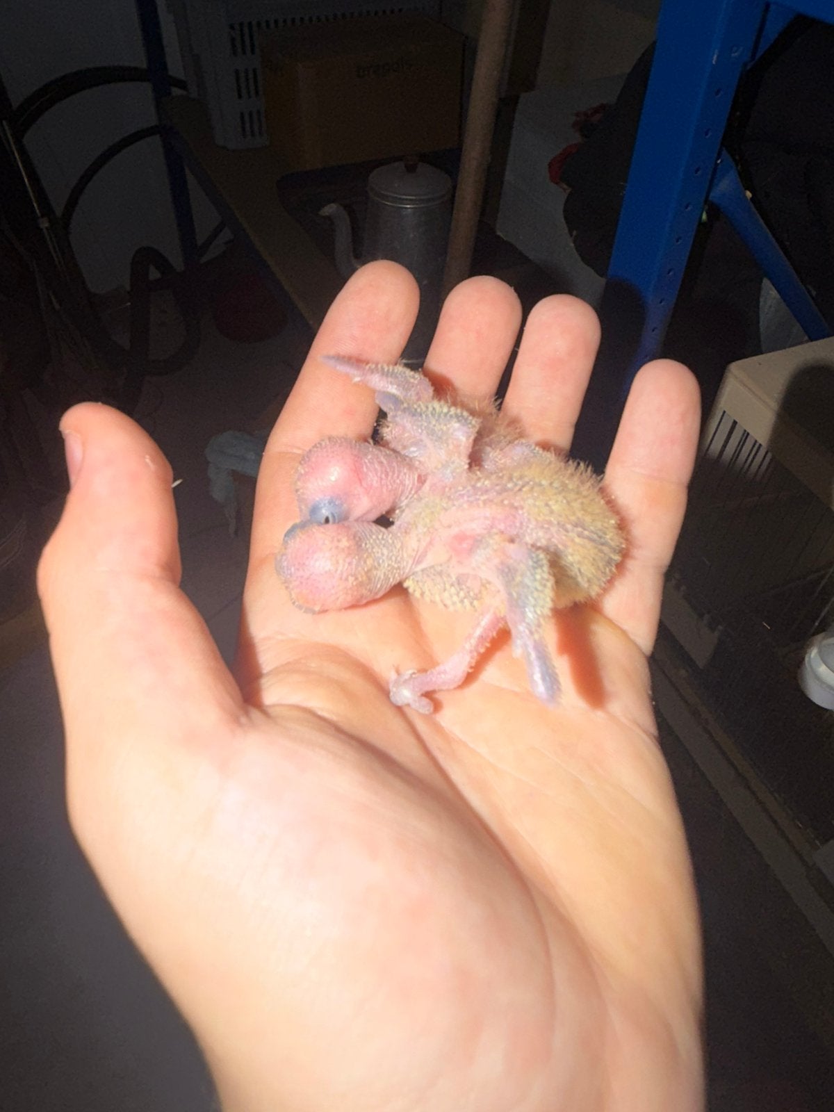 Baby dwergpapegaaitjes beschikbaar voor de hand op fok, Sexe inconnu, Perroquet nain ou Inséparable, Domestique