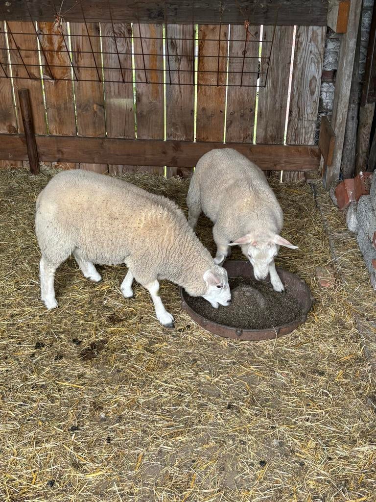 2 schapenlammeren, Dieren en Toebehoren, Schapen, Geiten en Varkens