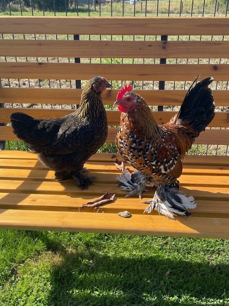 Hen + haan, Dieren en Toebehoren, Pluimvee, Meerdere dieren, Kip