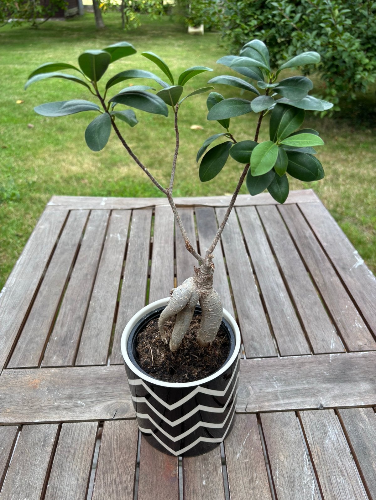 plante, Enlèvement