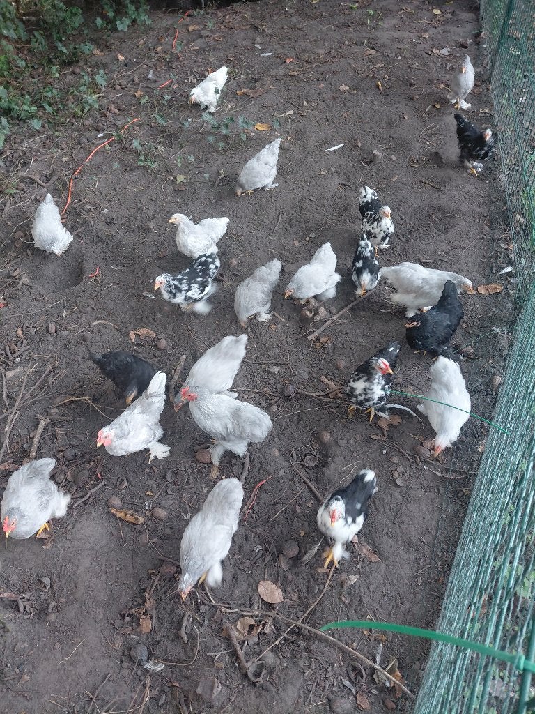 Cochin kriel, Dieren en Toebehoren, Meerdere dieren, Kip