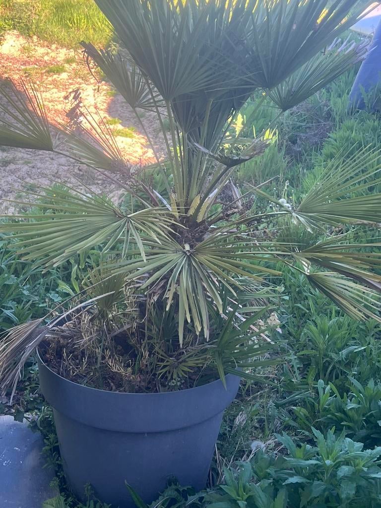 2 palmen in pot, Enlèvement