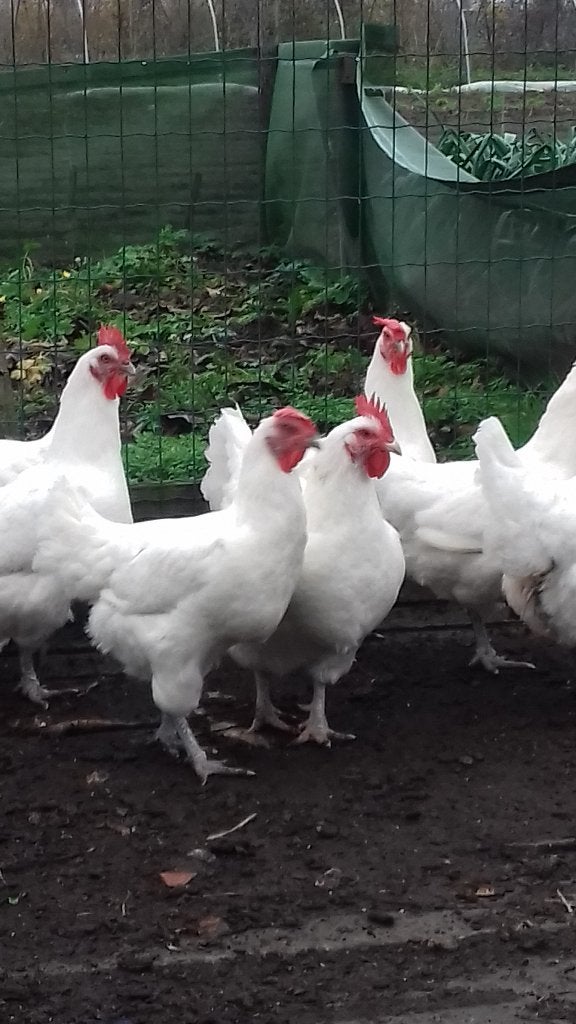 Fok tomen Poule de Bresse, Dieren en Toebehoren, Pluimvee