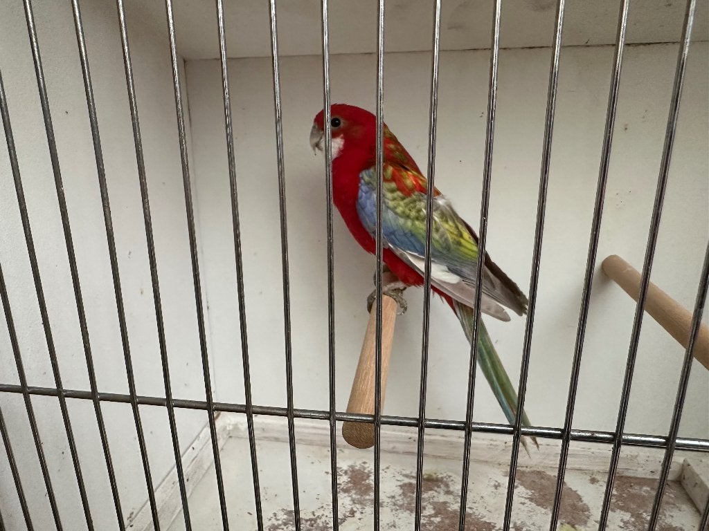 2 koppels rozellas, Dieren en Toebehoren, Parkiet