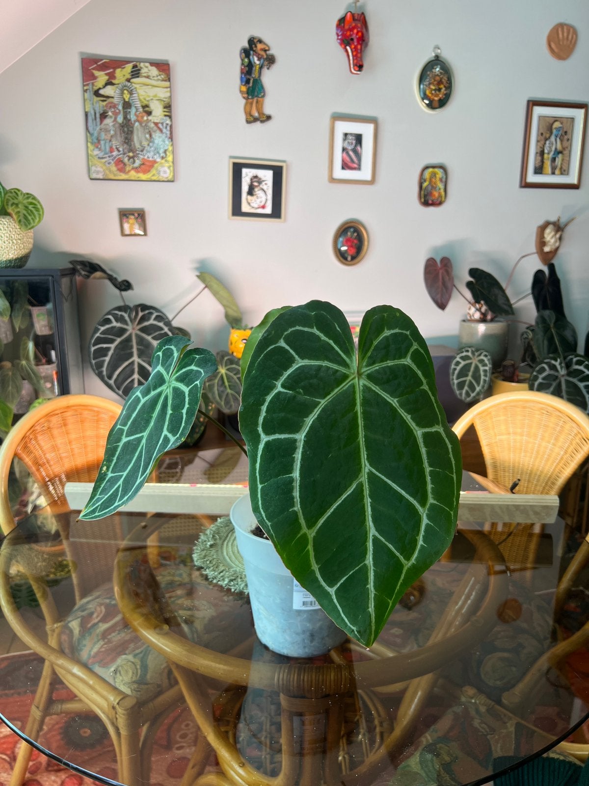 Anthurium noid, Enlèvement