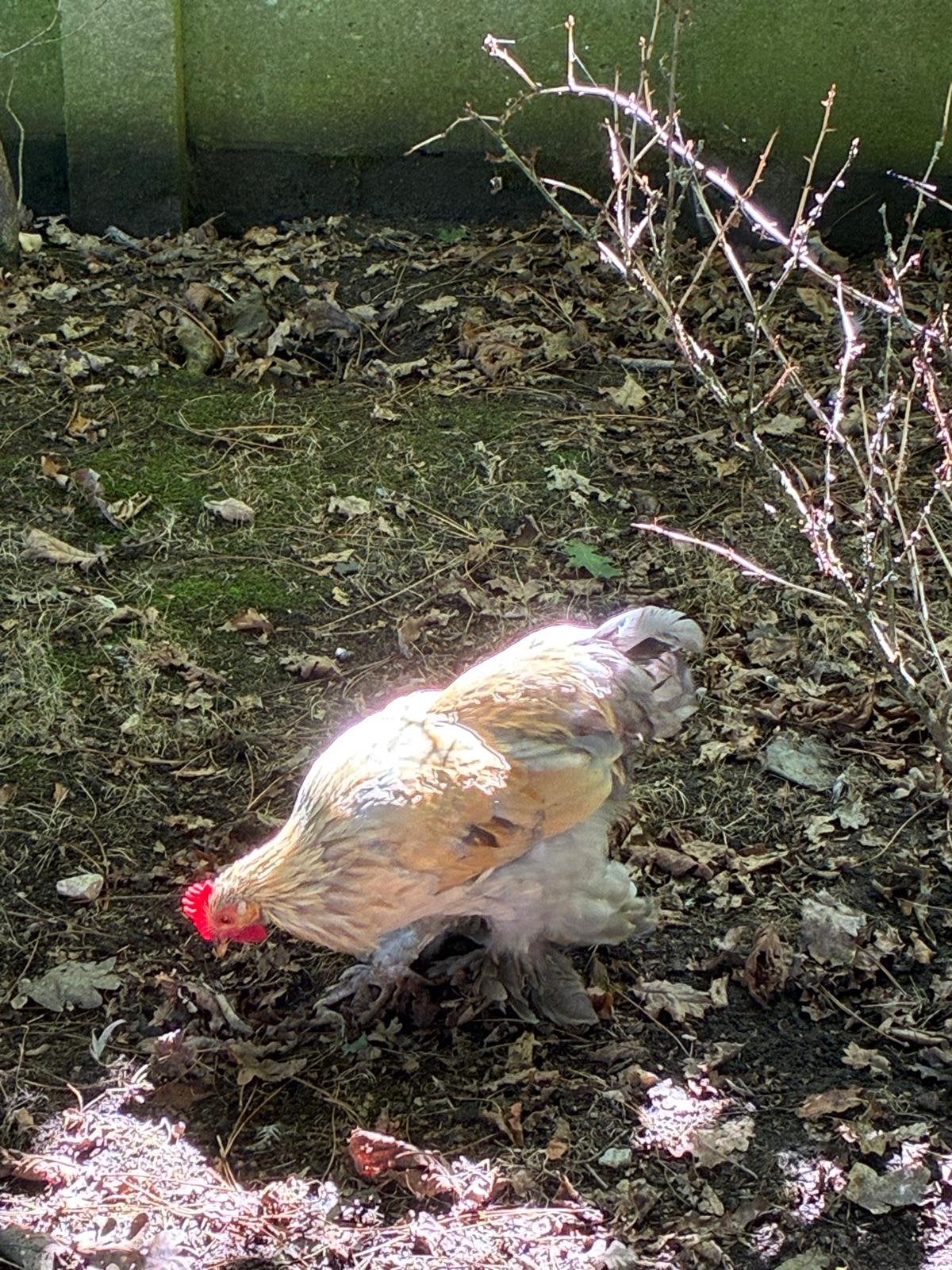 Kriel haantjes, Dieren en Toebehoren, Mannelijk, Kip