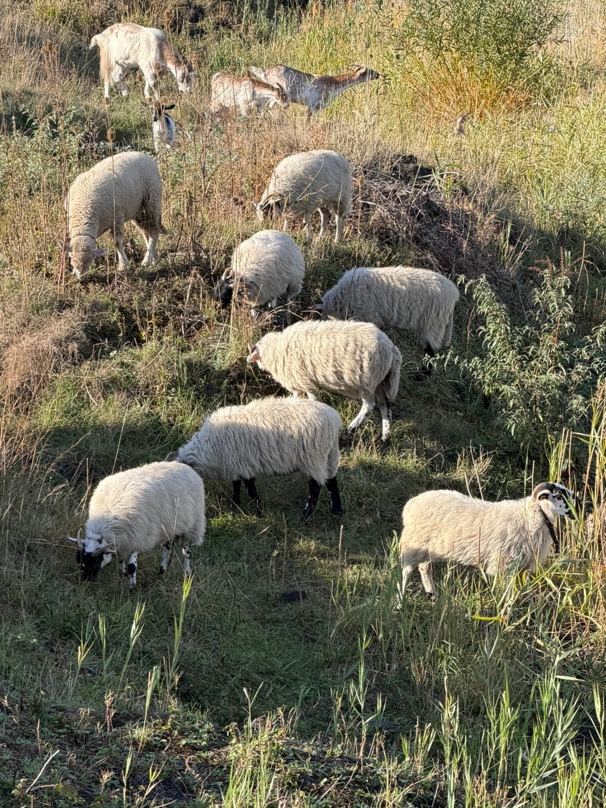Scottish Blackface, Femelle, Mouton, 0 à 2 ans