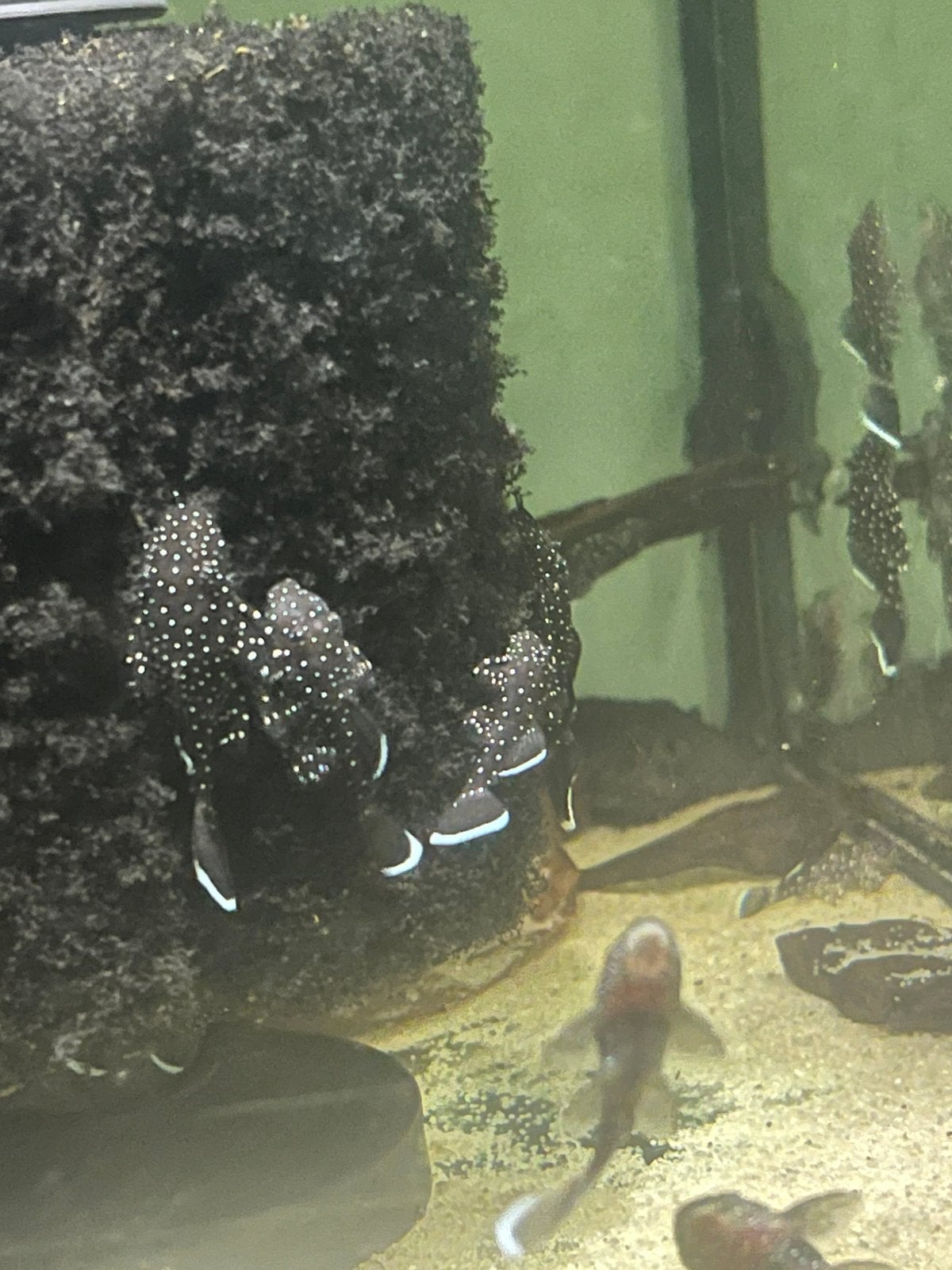 10 Peppermint pleco L181