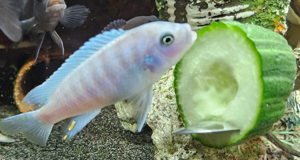 Maylandia Estherae minos reef malawi cichliden, Dieren en Toebehoren, Vis, Zoetwatervis