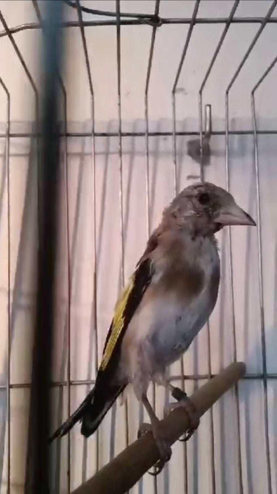 chardonneret parva, Dieren en Toebehoren, Mannelijk